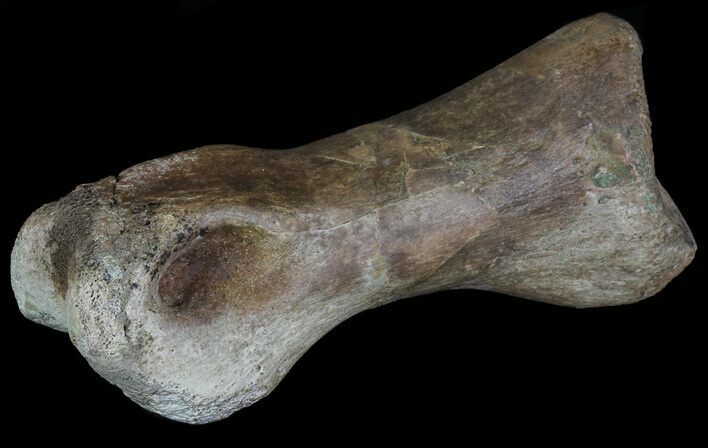 Struthiomimus Toe Bone - Montana #66418